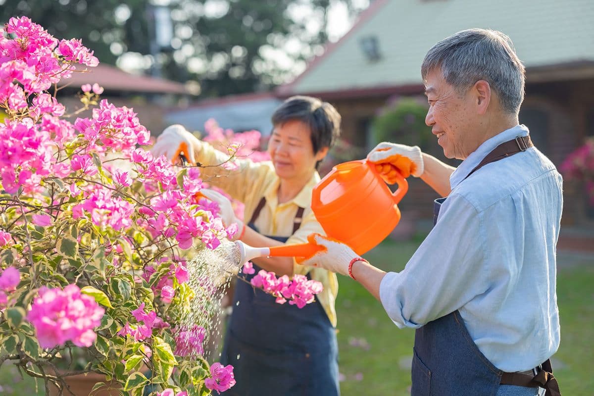 An older couple wearing aprons and gloves watering pink flowers in a garden