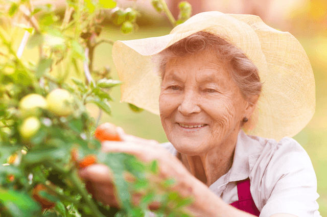 Elderly lady in garden picking tomatoes