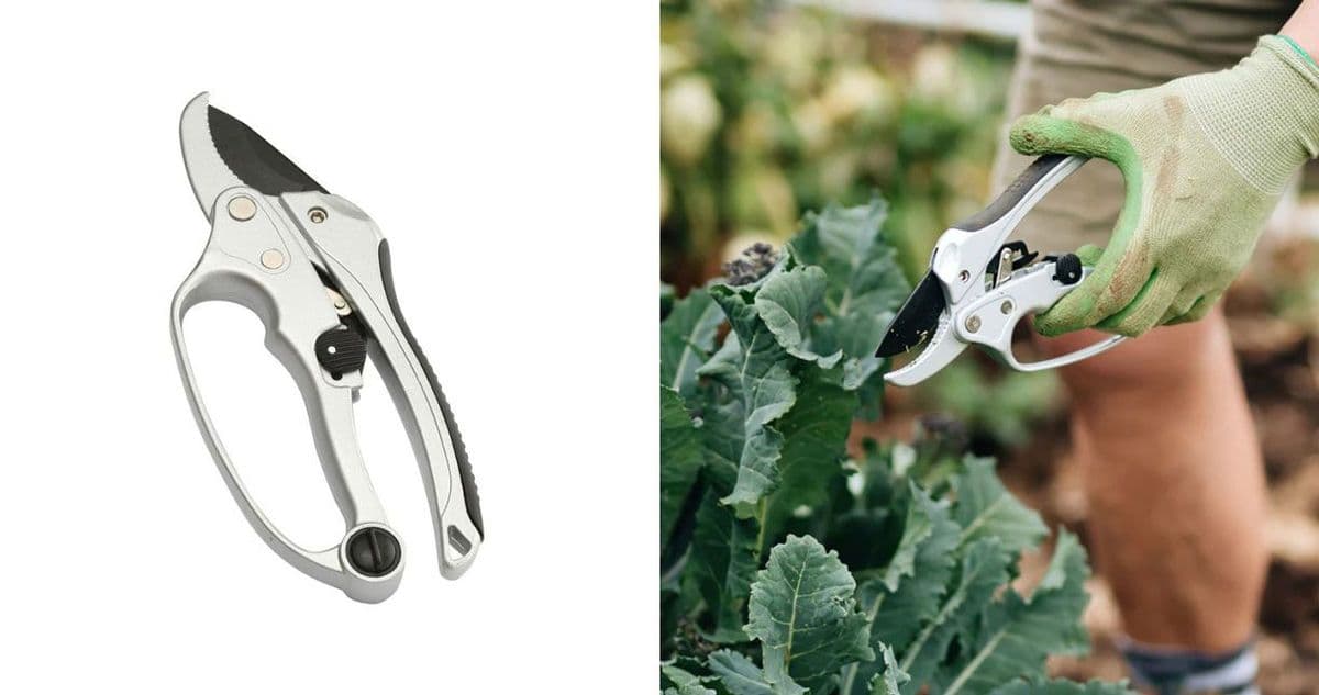 A pair of silver ratchet pruners and one being used to prune a head of lettuce