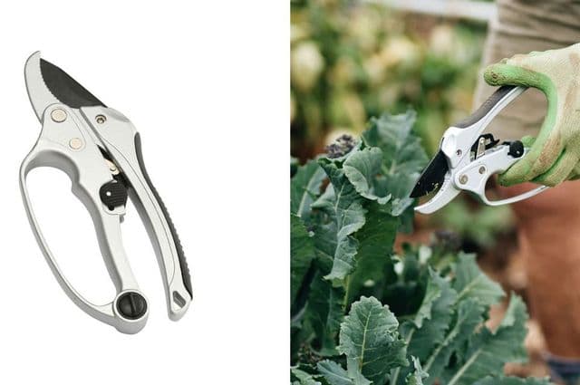 A pair of silver ratchet pruners and one being used to prune a head of lettuce