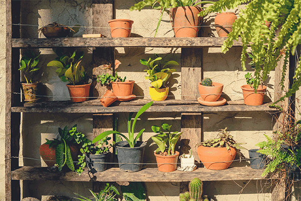 Potted plants arranged on outdoor wooden shelves