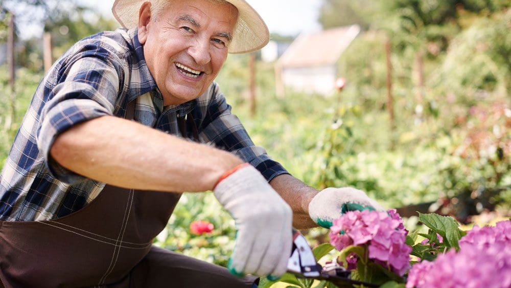 Elderly man smiling while gardening