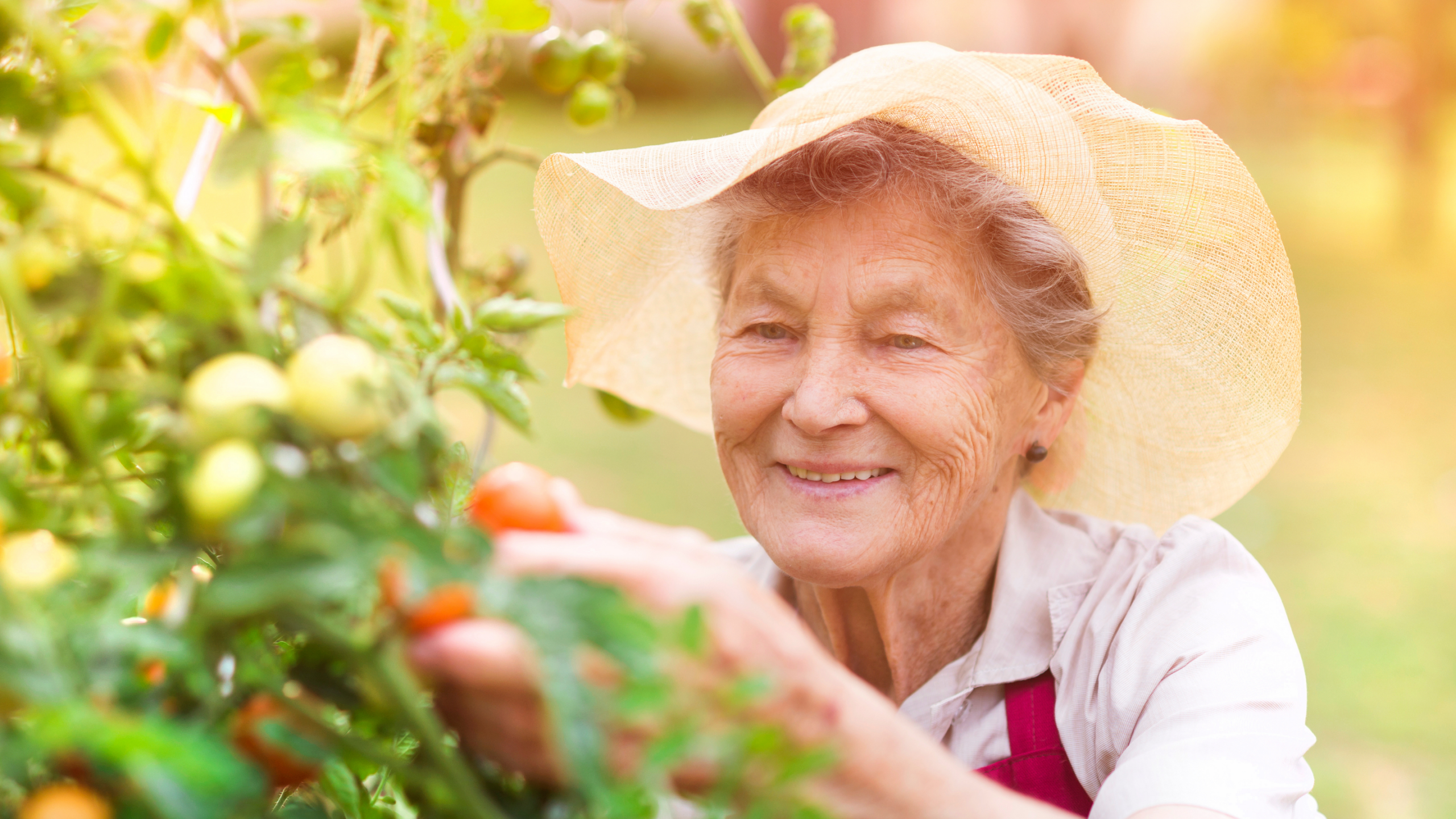 Elderly lady in garden picking tomatoes
